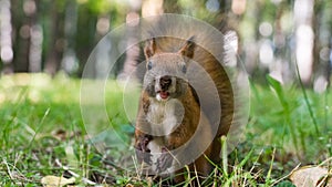 Squirell close up in forest, Tomsk