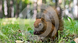 Squirell close up in forest, Tomsk