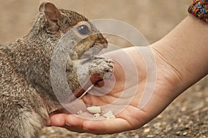 Squirrel eating from hand