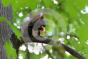 Squirell eating