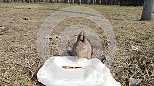 Squirell eating nuts on the ground