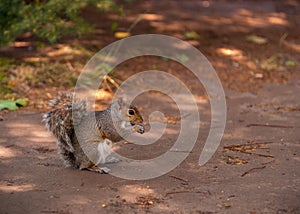 Squirell eating Nuts.
