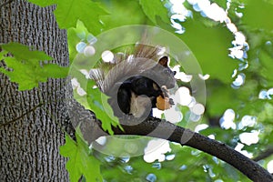 Squirell eating