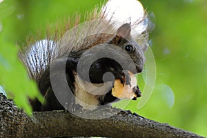 Squirell eating