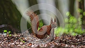 Squirell in fast super jump in forest, 4k Footage