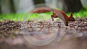 Squirell in fast super jump in summer forest, 4k Footage