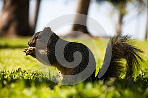 Squirell in the forest