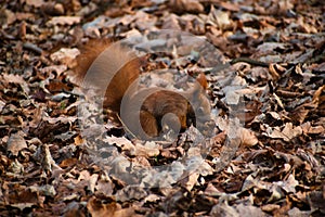 Squirell gathering food