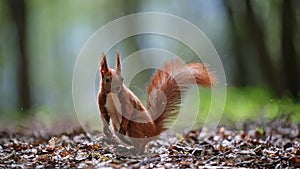 Squirell jumping in magical forest. 4k Footage