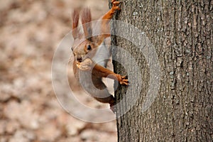 Squirrel matice 