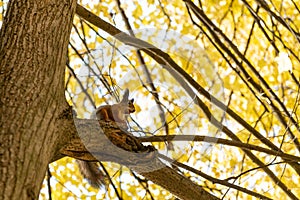 Squirell with nut in autumn yellow park