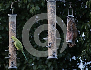 Squirell and Parakeet feeing together on bird feeders