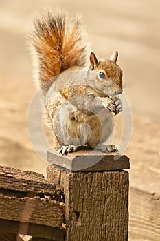 Squirell on a post