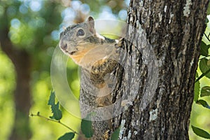 A squirell on the tree