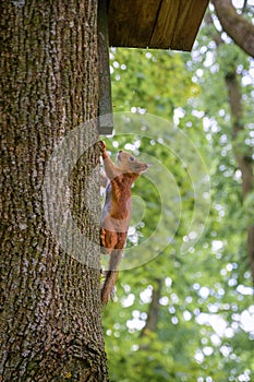 Squirell on the tree in the forest