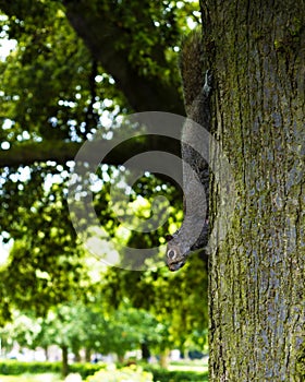 Squirell on tree in park