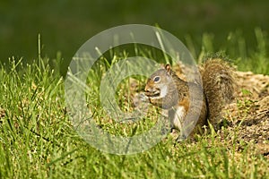 Squirl Eating a nut