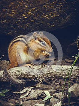 A squirl finds food in a quiet place in the forest.