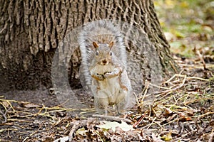 Squirre in the forest