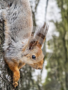 Squirre sitting upside down on a tree trunk. The squirrel hangs upside down on a tree against colorful blurred background. Close-