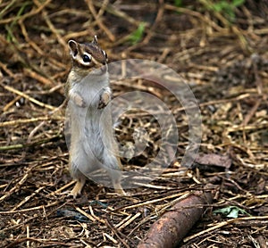 Squirrel