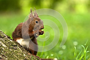 Squirrel