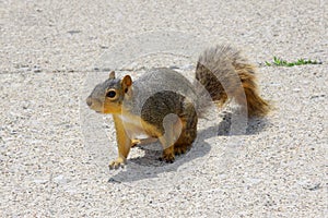 Squirrel