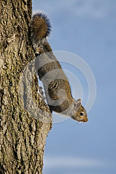 Squirrel