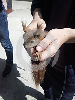 squirrel