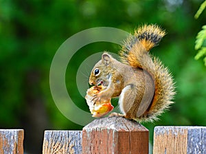 Squirrel