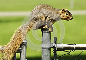 Squirrel