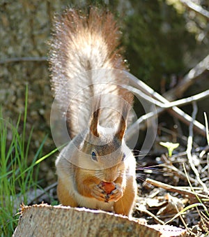 Squirrel