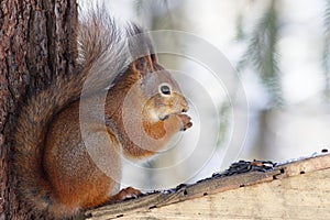 Squirrel 2