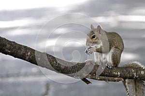 Squirrel