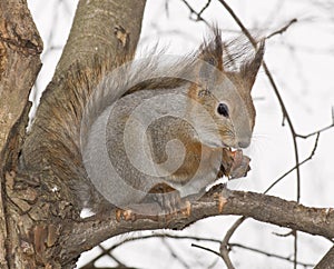 Squirrel