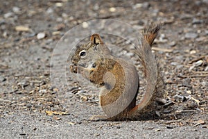 Squirrel