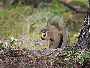 Squirrel