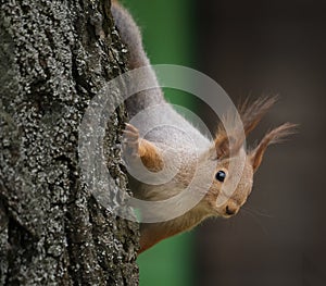 Squirrel