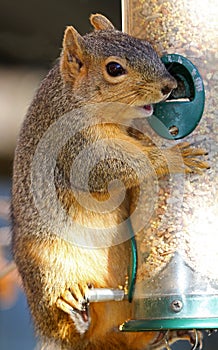 Squirrel