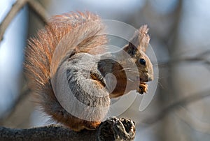 Squirrel