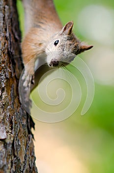 Squirrel