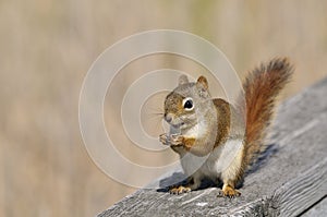 Squirrel