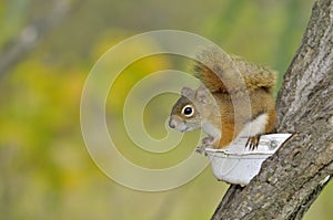 Squirrel