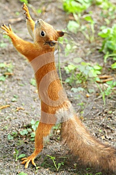 Squirrel