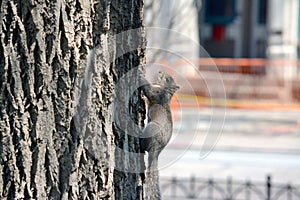 Squirrel