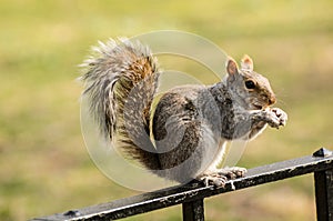 Squirrel