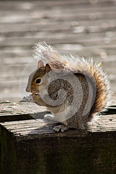 Squirrel