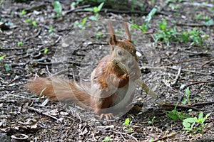 Squirrel