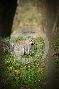 Squirrel