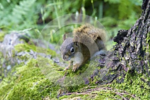 Squirrel